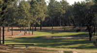 Pine Needles